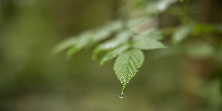 Nærbilde av et blad med en vanndråpe som faller av det