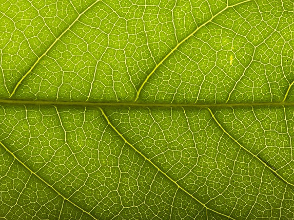 Brother EcoPro printer on green background